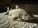 Ark Toys - Shark - Stuffed - Animal, Shark - 0
